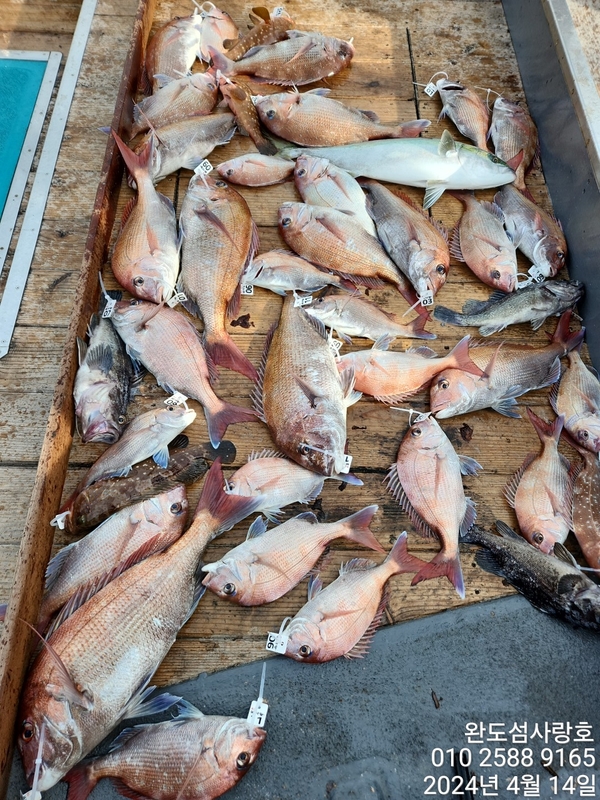 완도섬사랑호의 조황일지 이미지 - 5