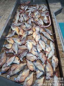 참돔조황입니다 선상낚시로 잡은 물고기 조황