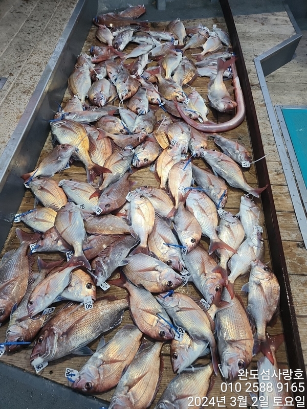 완도섬사랑호의 조황일지 이미지 - 0