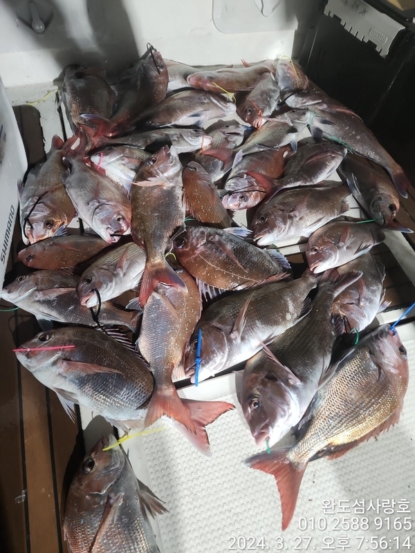 완도섬사랑호의 조황일지 이미지 - 1