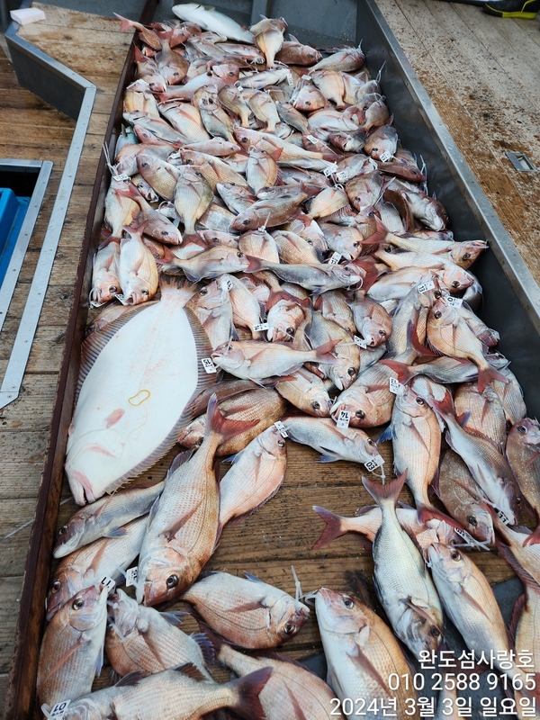 완도섬사랑호의 조황일지 이미지 - 2