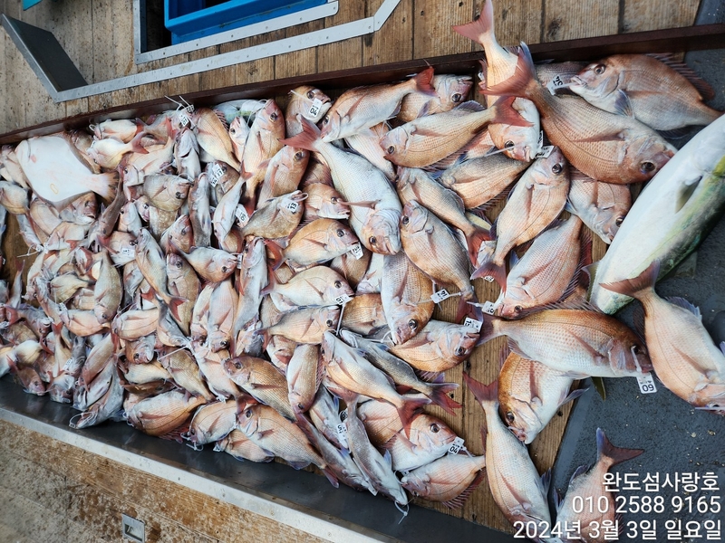 완도섬사랑호의 조황일지 이미지 - 1