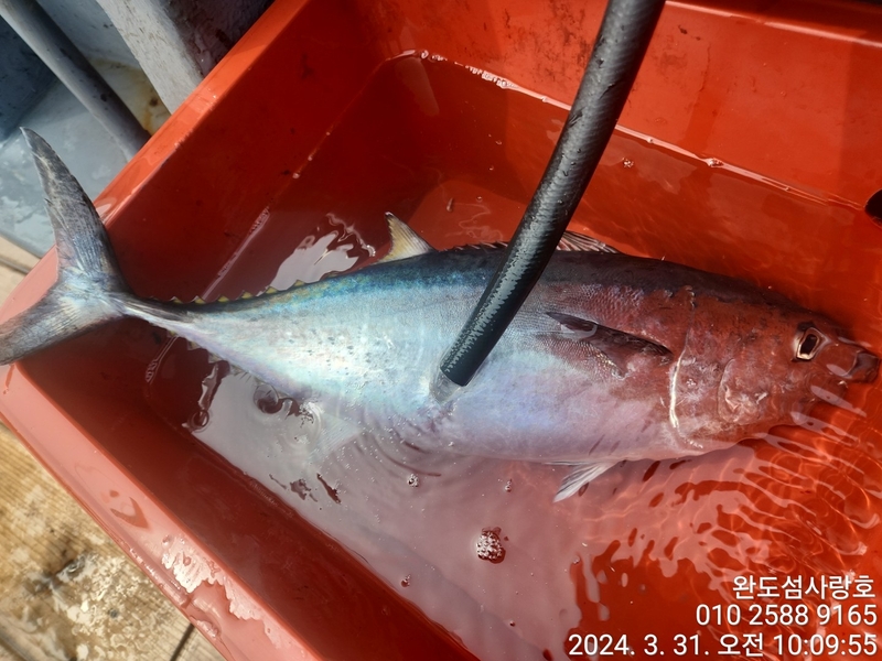 완도섬사랑호의 조황일지 이미지 - 1