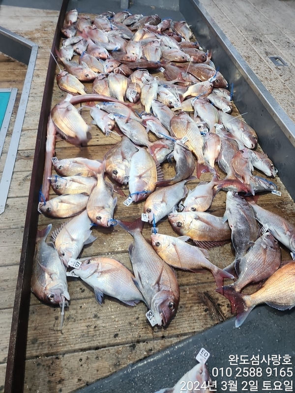 완도섬사랑호의 조황일지 이미지 - 1