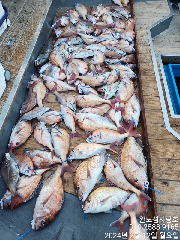 완도섬사랑호의 조황일지 이미지 - 1