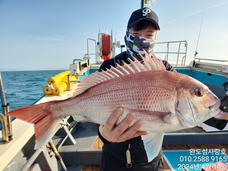 완도섬사랑호의 조황일지 이미지 - 1