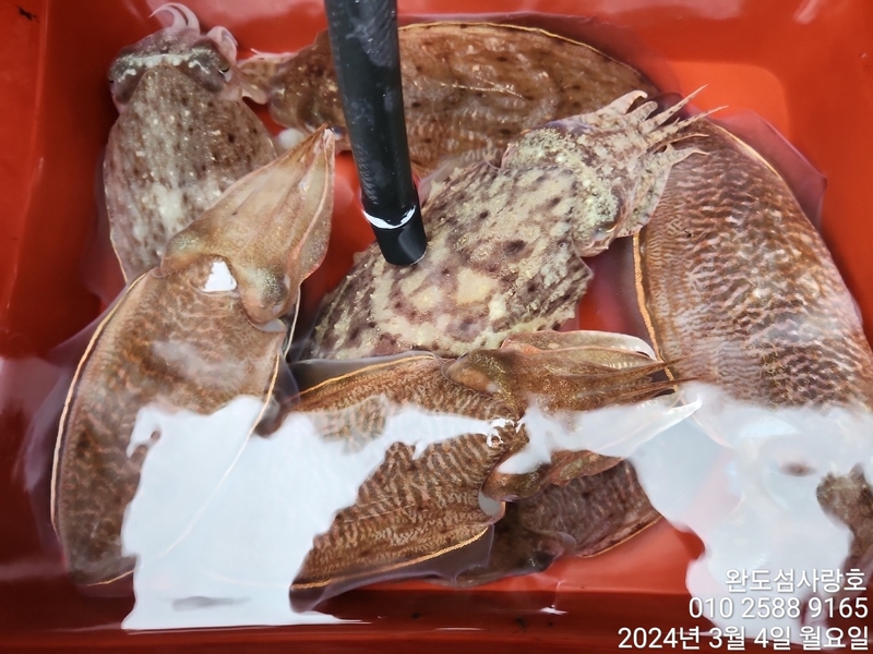 완도섬사랑호의 조황일지 이미지 - 2