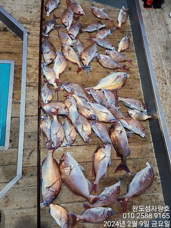 완도섬사랑호의 조황일지 이미지 - 5