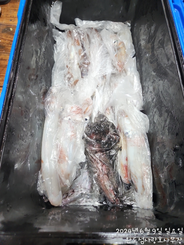 완도섬사랑호의 조황일지 이미지 - 0