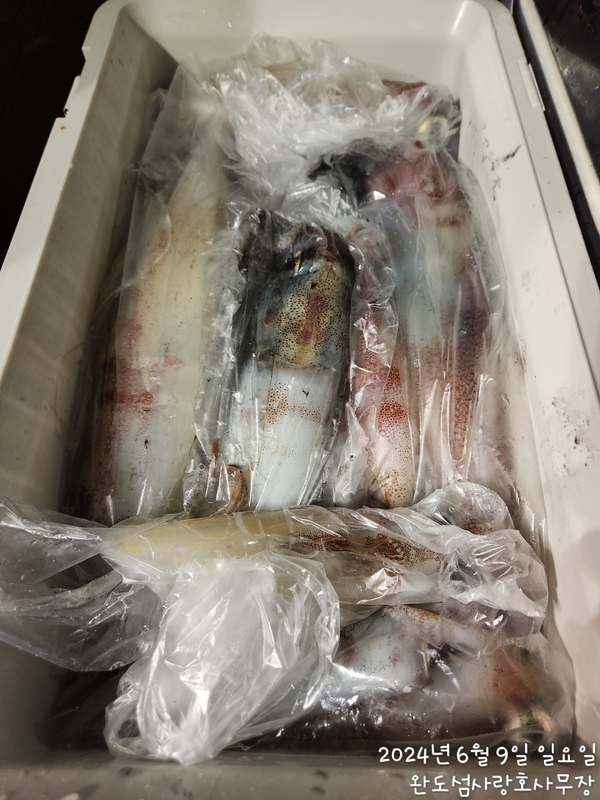 완도섬사랑호의 조황일지 이미지 - 1