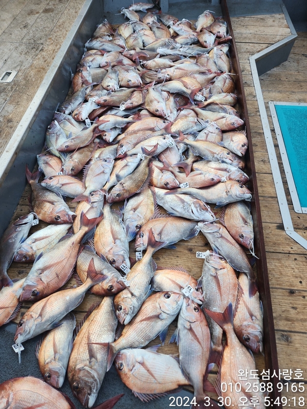 완도섬사랑호의 조황일지 이미지 - 1