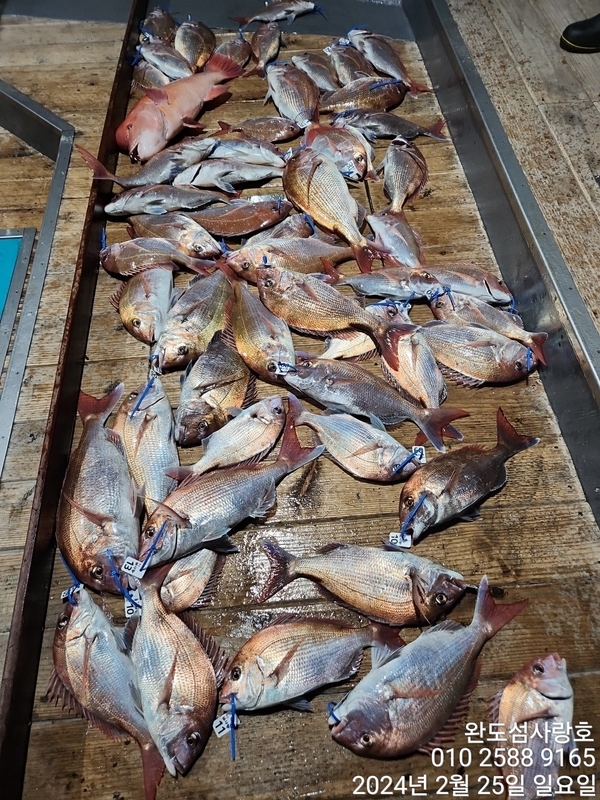 완도섬사랑호의 조황일지 이미지 - 1