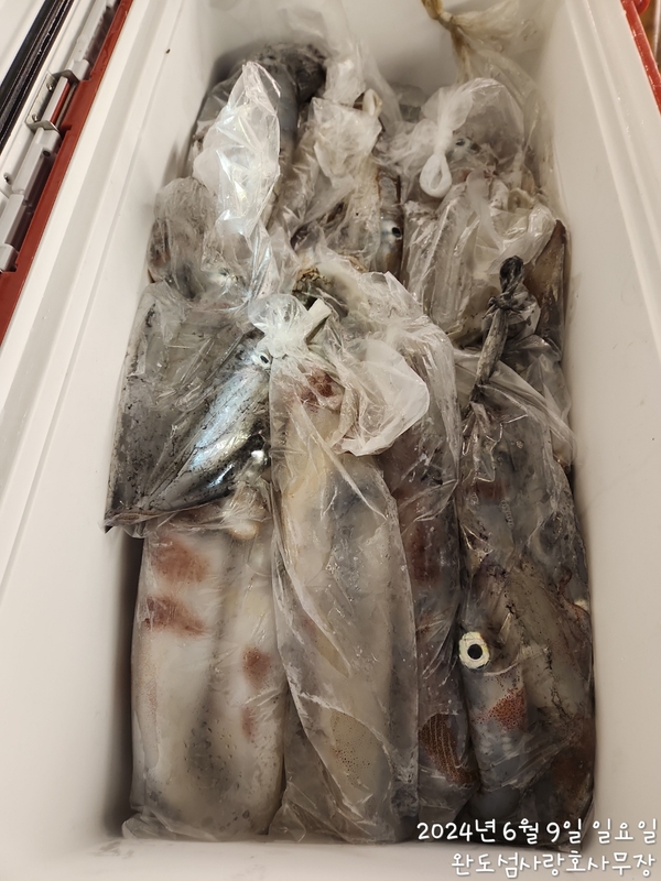 완도섬사랑호의 조황일지 이미지 - 8