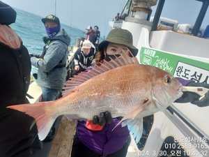 참돔조황입니다 선상낚시로 잡은 물고기 조황