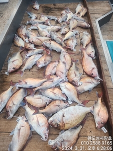 참돔조황입니다  선상낚시로 잡은 물고기 조황