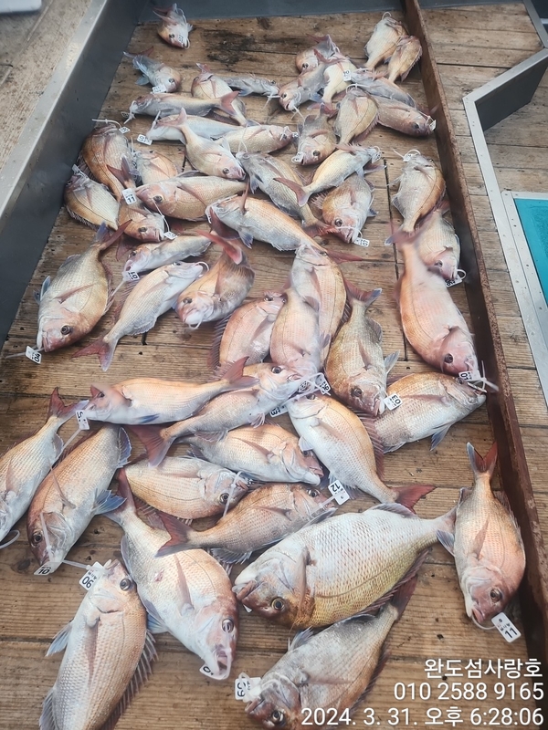 완도섬사랑호의 조황일지 이미지 - 0