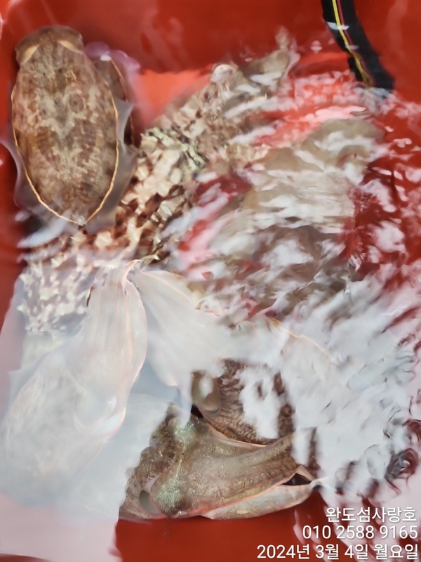 완도섬사랑호의 조황일지 이미지 - 4