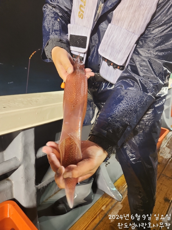 완도섬사랑호의 조황일지 이미지 - 6