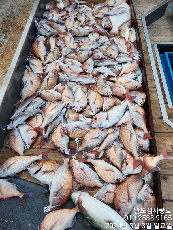 완도섬사랑호의 조황일지 이미지 - 0