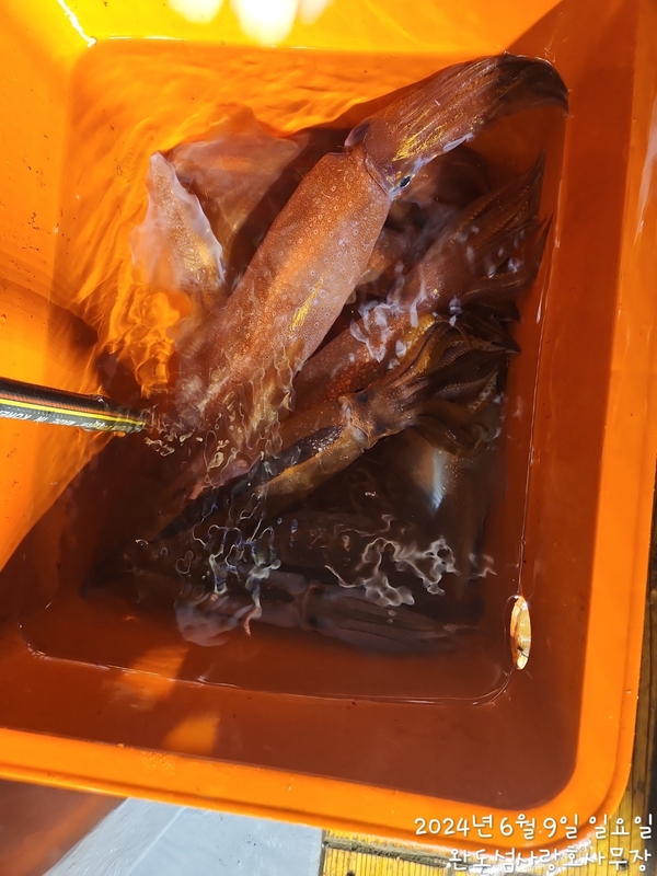 완도섬사랑호의 조황일지 이미지 - 5