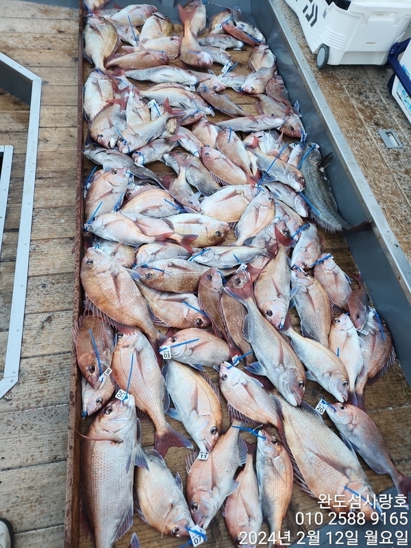 완도섬사랑호의 조황일지 이미지 - 0