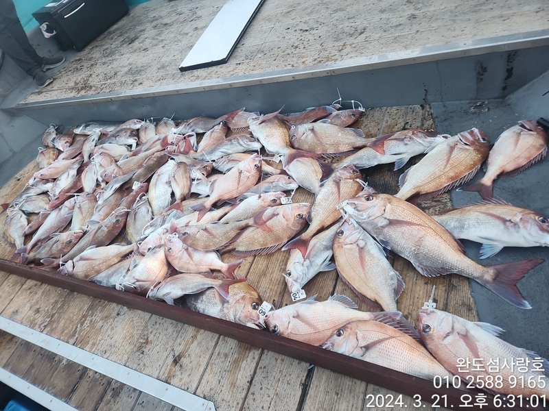 완도섬사랑호의 조황일지 이미지 - 2