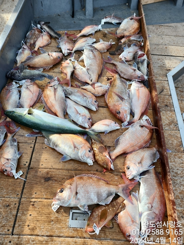 완도섬사랑호의 조황일지 이미지 - 4