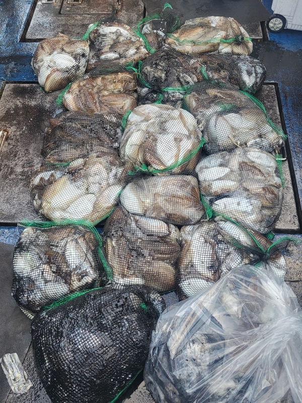 무창포뉴체이스호의 조황일지 이미지 - 11