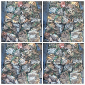 무창포 뉴체이스호 11월10일 왕갑이 찰갑이조황  선상낚시로 잡은 물고기 조황