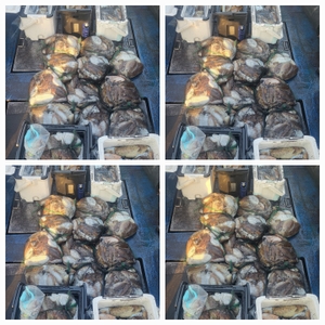 무창포 뉴체이스호 11월11일 왕갑이 찰갑이조황  선상낚시로 잡은 물고기 조황