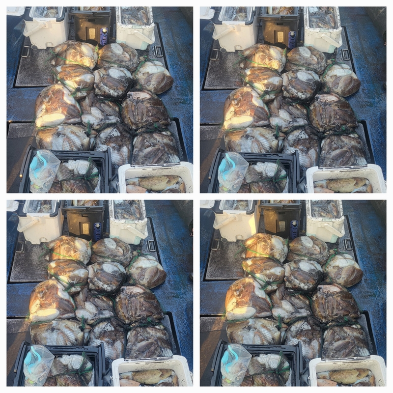 무창포뉴체이스호의 조황일지 이미지 - 0