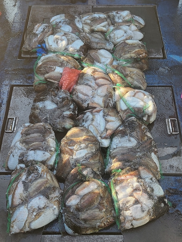 무창포뉴체이스호의 조황일지 이미지 - 19