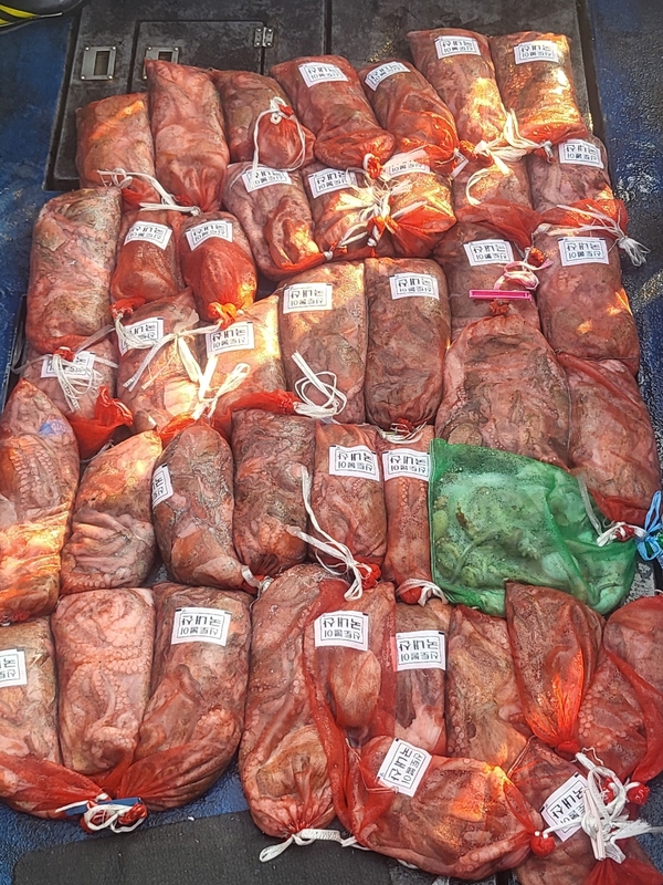 무창포뉴체이스호의 조황일지 이미지 - 15