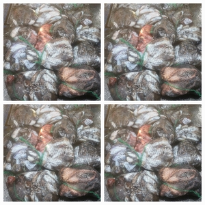 무창포 뉴체이스호 10월16일 왕갑이 찰갑이 문어조황 선상낚시로 잡은 물고기 조황