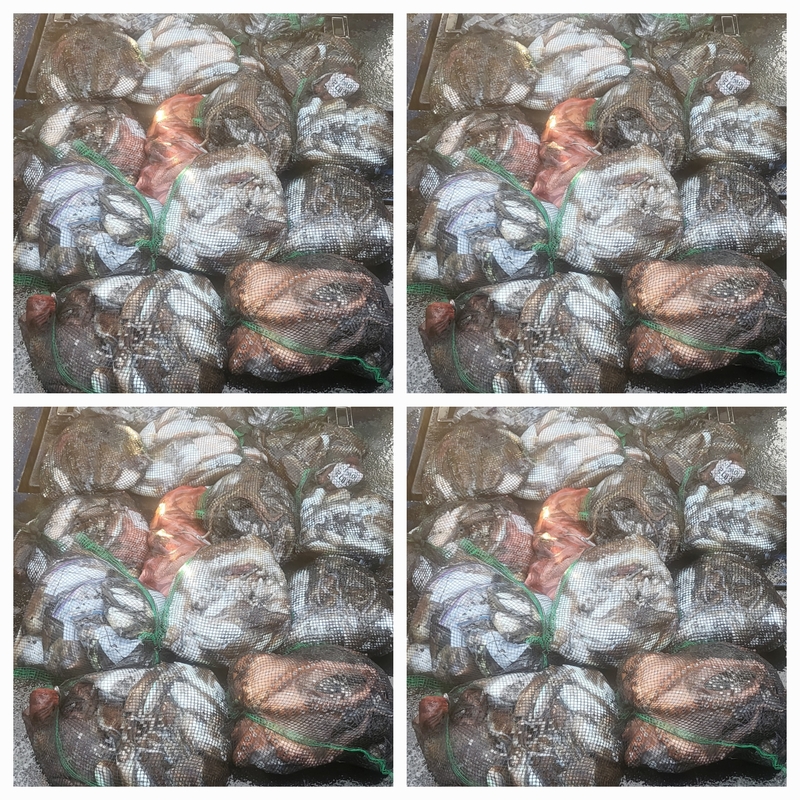 무창포뉴체이스호의 조황일지 이미지 - 0