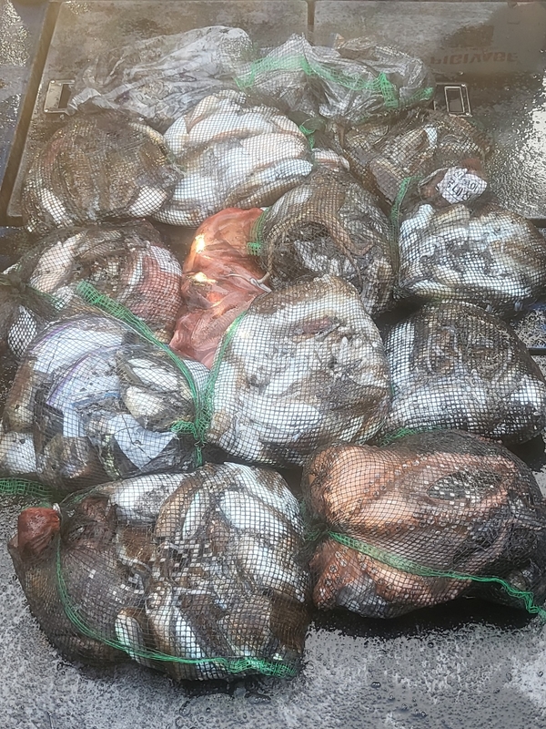 무창포뉴체이스호의 조황일지 이미지 - 10