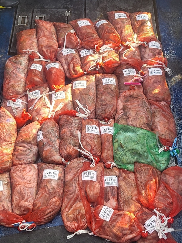 무창포뉴체이스호의 조황일지 이미지 - 16