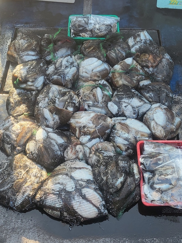 무창포뉴체이스호의 조황일지 이미지 - 3