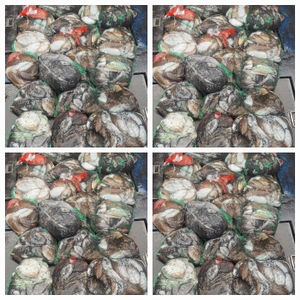 무창포 뉴체이스호 10월15일 왕갑이 찰갑이조황 선상낚시로 잡은 물고기 조황