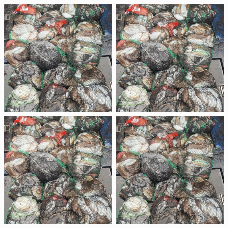 무창포뉴체이스호의 조황일지 이미지 - 0