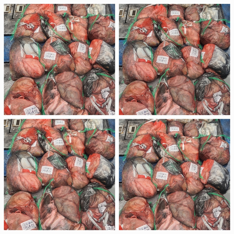 무창포뉴체이스호의 조황일지 이미지 - 0