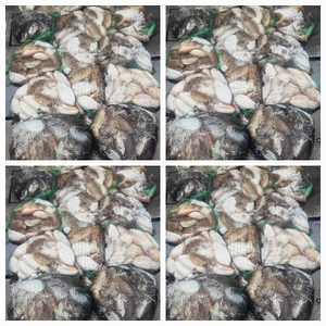 무창포 체이스낚시 10월27일 왕갑이 찰갑이조황 선상낚시로 잡은 물고기 조황