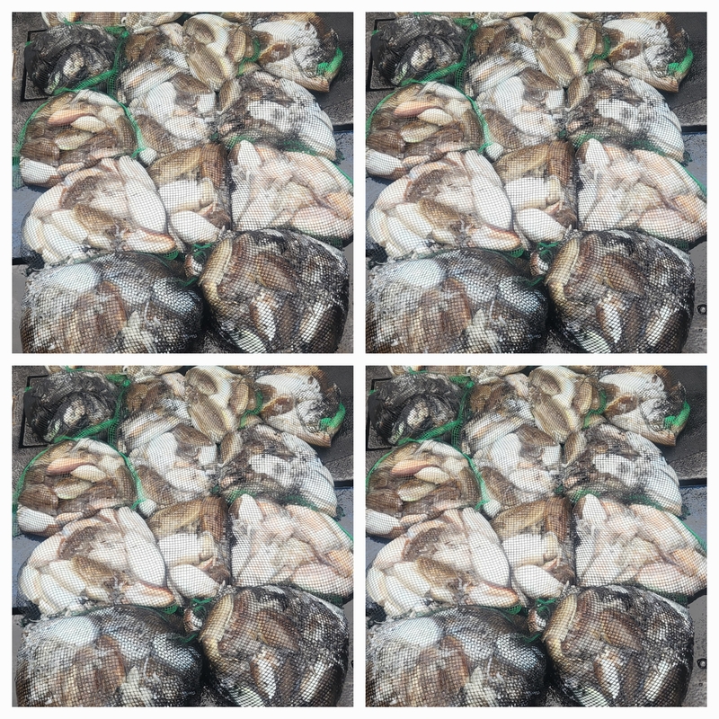 무창포뉴체이스호의 조황일지 이미지 - 0