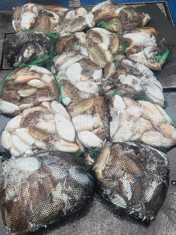 무창포뉴체이스호의 조황일지 이미지 - 11