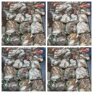 무창포체이스낚시 11월9일 왕갑이 찰갑이조황  선상낚시로 잡은 물고기 조황