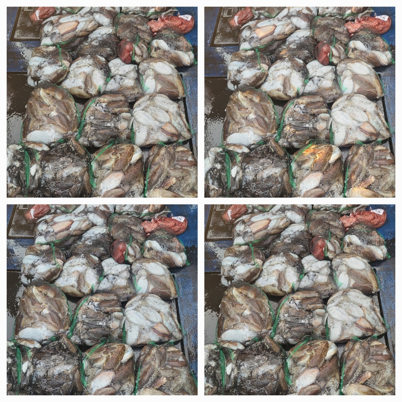 무창포뉴체이스호의 조황일지 이미지 - 0