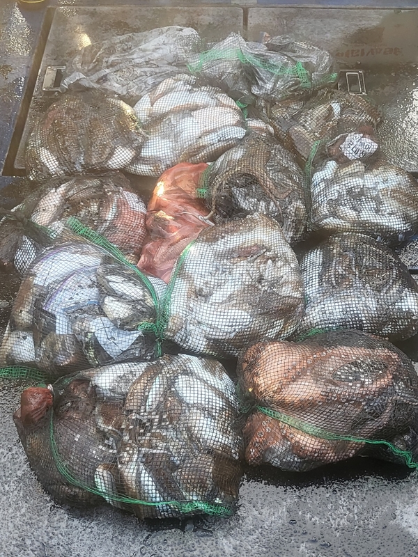 무창포뉴체이스호의 조황일지 이미지 - 11