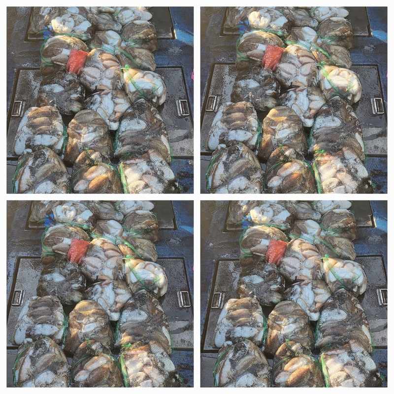 무창포뉴체이스호의 조황일지 이미지 - 0