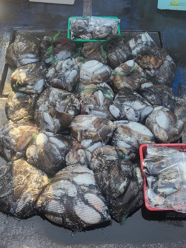 무창포뉴체이스호의 조황일지 이미지 - 9