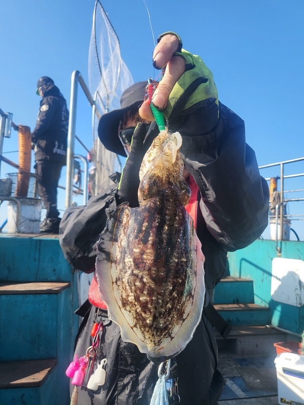 무창포뉴체이스호의 조황일지 이미지 - 3